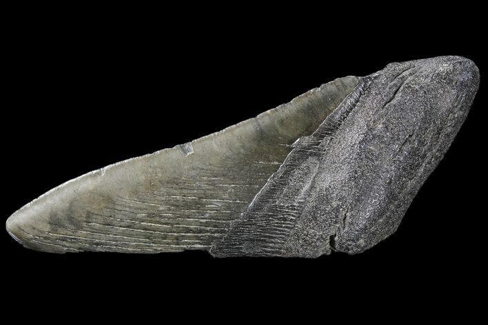 Partial Fossil Megalodon Tooth #89435
